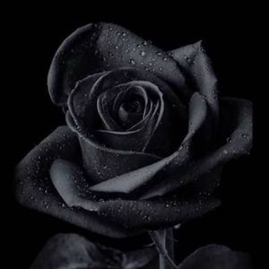 Meet your Posher, Daisy